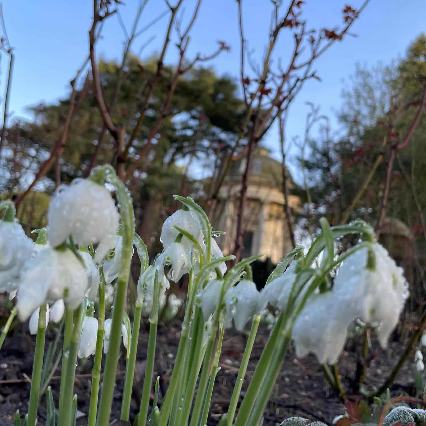 Natural displays of spring bulbs across Warwick District - CW Growth Hub